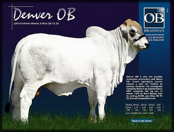 Mr Denver OB