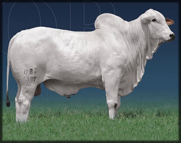 Pardinho OB